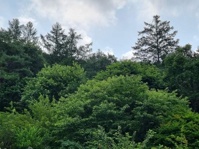 강원특별자치도 홍천군 서면 반곡리 산8