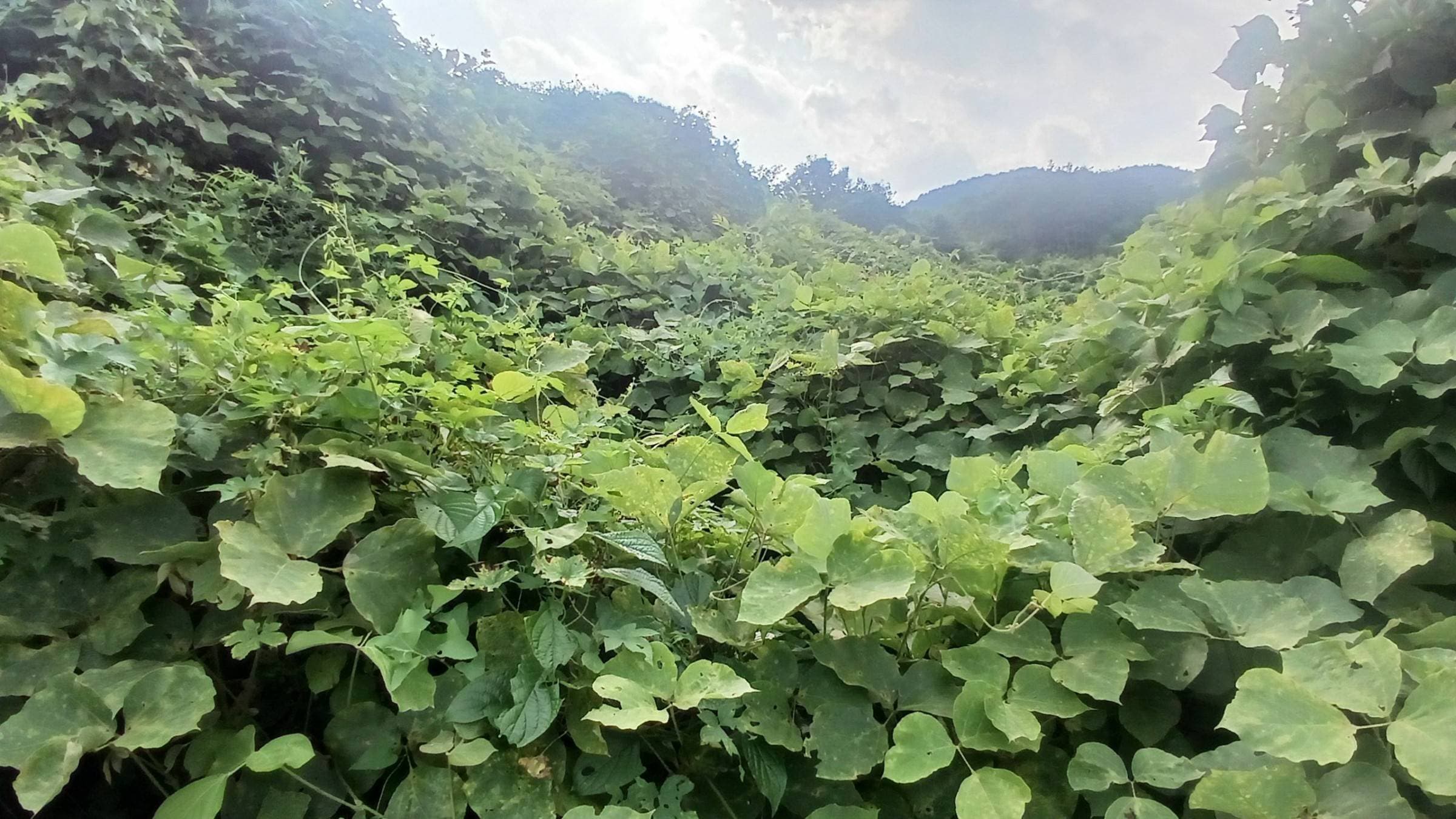 충청북도 영동군 상촌면 임산리 428-3