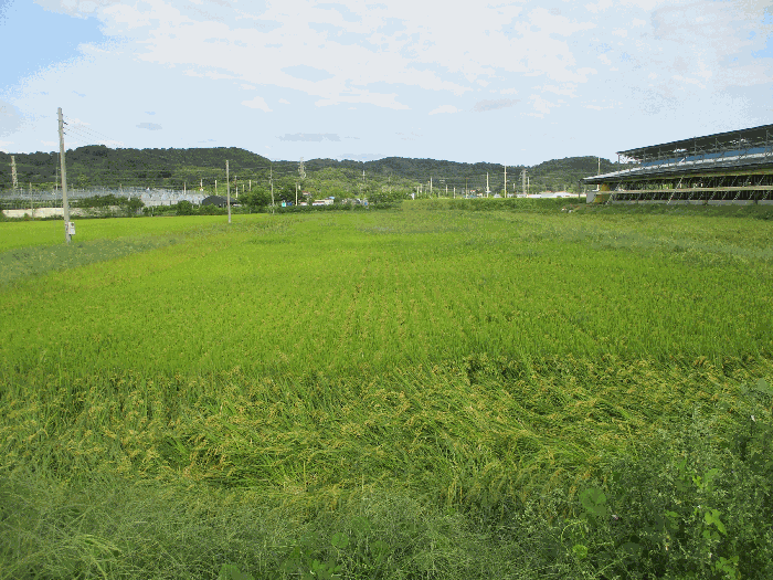 경기도 안성시 대덕면 대농리 403-3