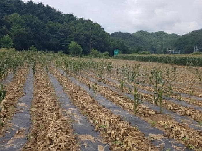 강원특별자치도 인제군 남면 어론리 547 외 2 필지