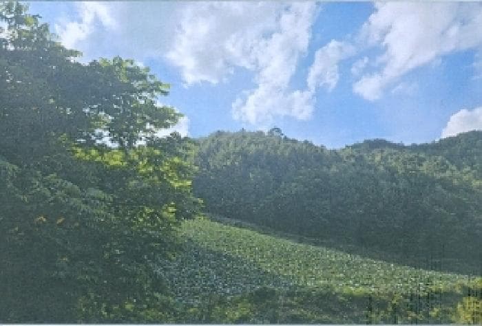 강원특별자치도 삼척시 하장면 장전리 180-1
