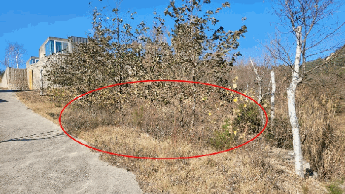 강원특별자치도 고성군 죽왕면 야촌리 1022-10