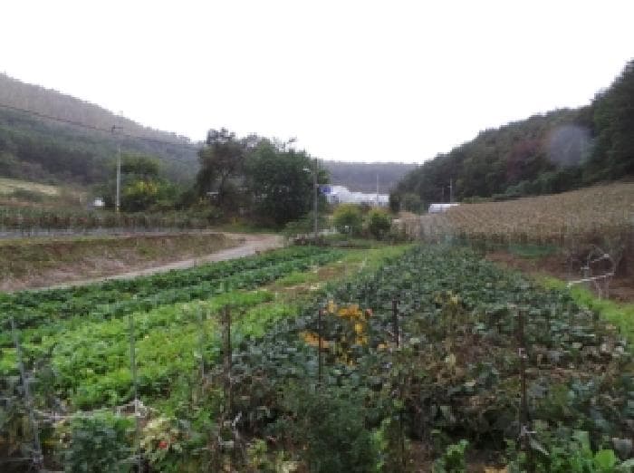 강원특별자치도 정선군 화암면 화암리 986