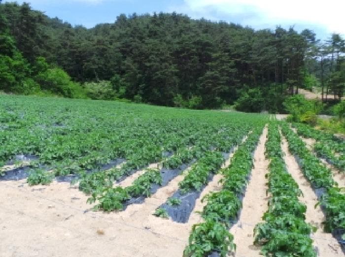 강원특별자치도 평창군 진부면 하진부리 1242-2