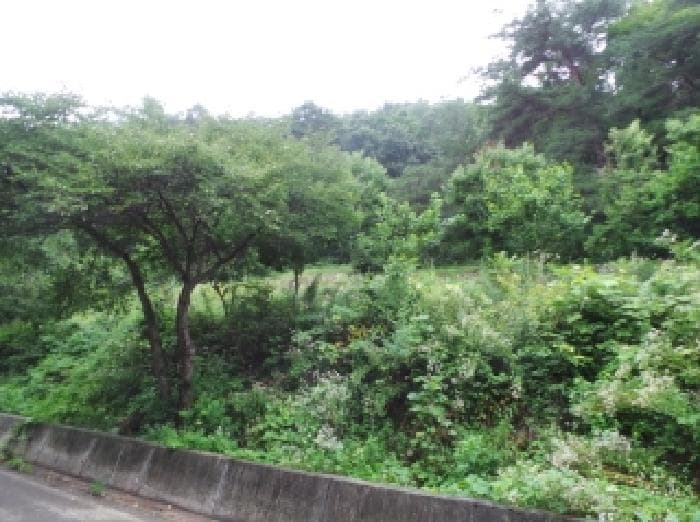강원특별자치도 영월군 남면 조전리 570-1