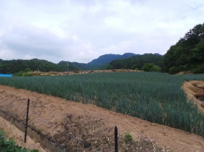 강원특별자치도 평창군 진부면 송정리 1800