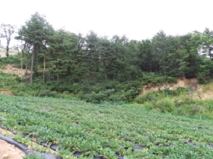 강원특별자치도 평창군 대관령면 용산리 산300 외 10 필지