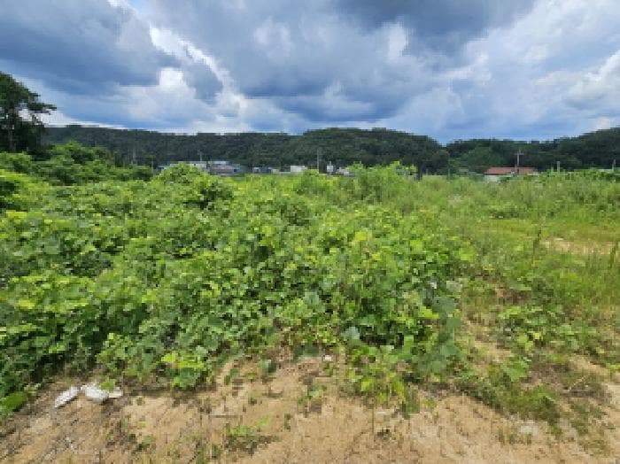 충청북도 음성군 대소면 대풍리 산33-7 외 2 필지