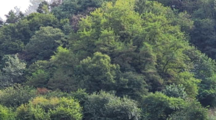 충청북도 제천시 신월동 산67-5