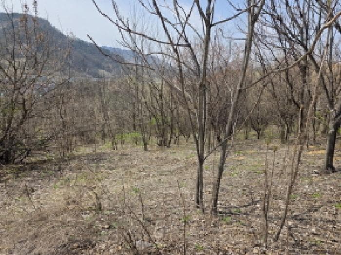 충청북도 제천시 덕산면 도전리 252