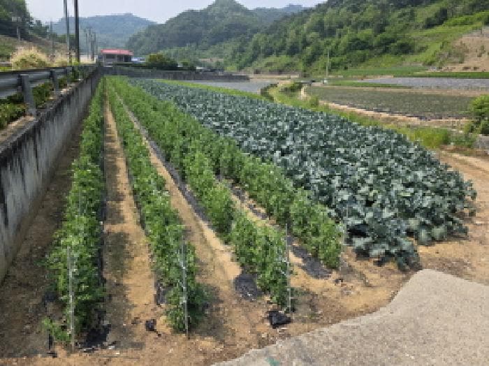 충청북도 제천시 수산면 내리 243-2 외 3 필지
