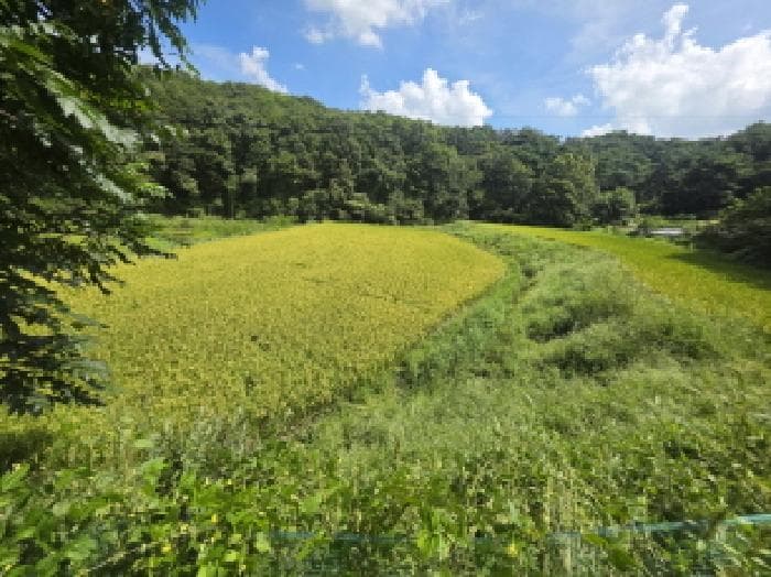 충청북도 제천시 금성면 양화리 507-1