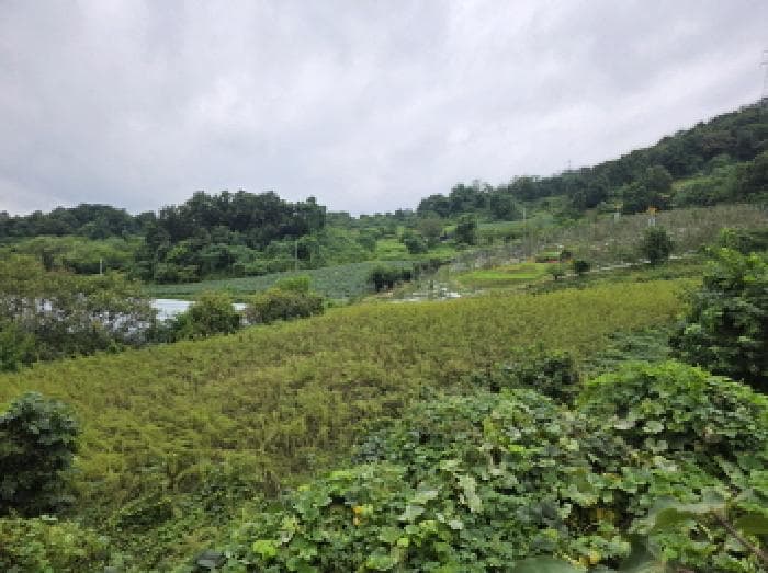충청북도 제천시 송학면 시곡리 701