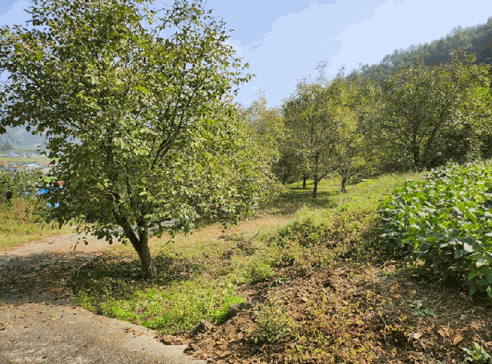 충청북도 단양군 적성면 하리 212 외 2 필지