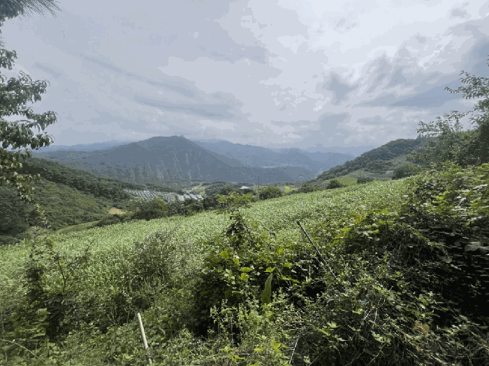 충청북도 단양군 영춘면 오사리 245