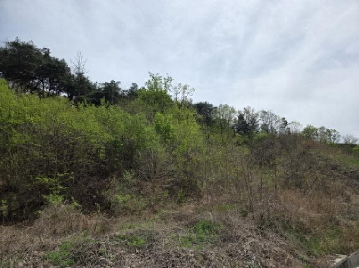 충청북도 제천시 봉양읍 장평리 산25-1