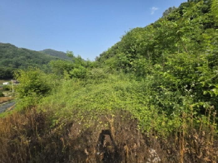 충청북도 제천시 청풍면 장선리 279