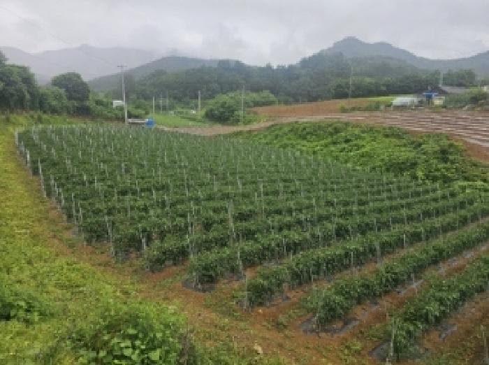 충청북도 단양군 어상천면 석교리 468-1 외 1 필지