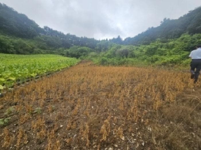 충청북도 단양군 영춘면 사이곡리 294 외 1 필지