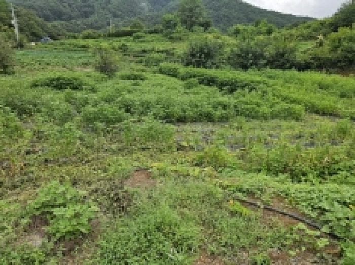 충청북도 단양군 대강면 두음리 450 외 6 필지