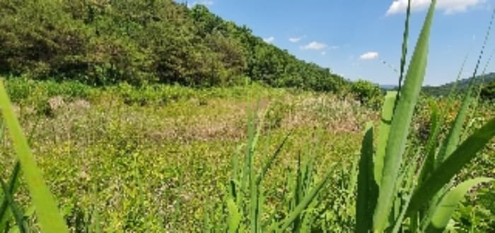 충청북도 옥천군 군서면 월전리 96 외 1 필지
