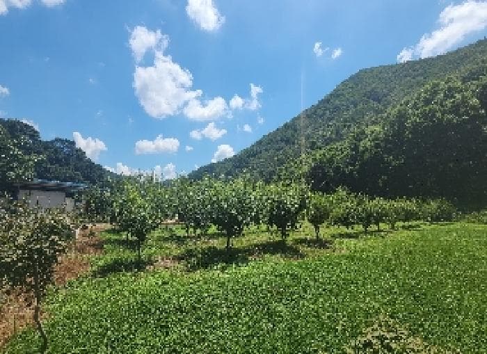 충청북도 옥천군 청성면 거포리 242-1 외 1 필지