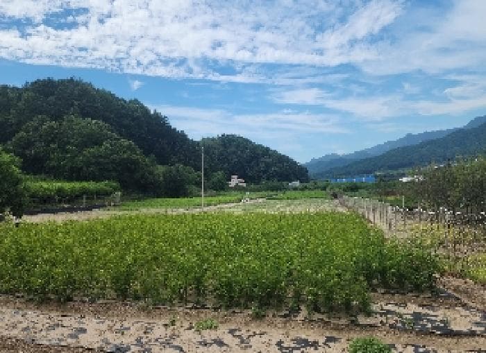 충청북도 옥천군 이원면 미동리 510 외 1 필지