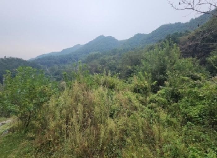 충청북도 옥천군 동이면 세산리 산63-4