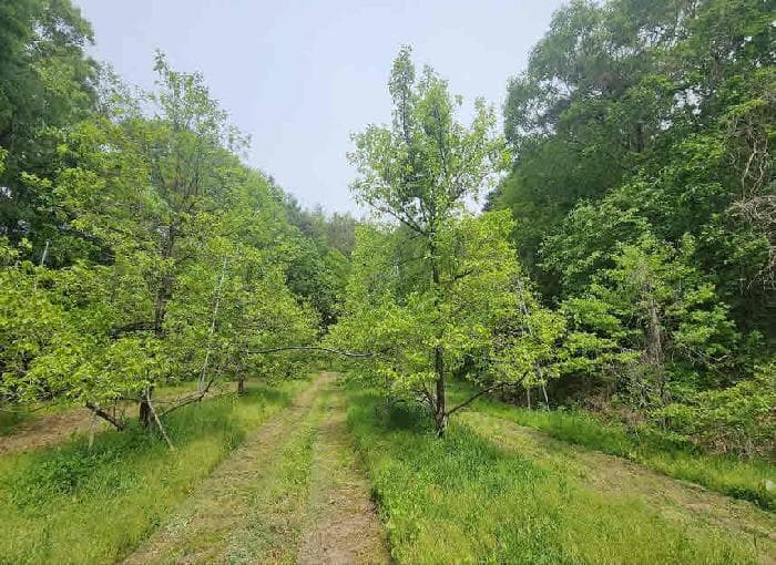 충청북도 영동군 매곡면 공수리 71-2
