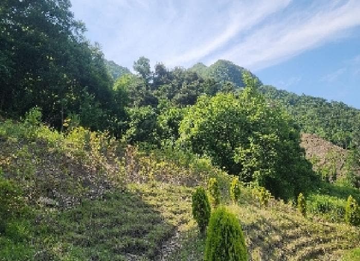 충청북도 옥천군 안내면 서대리 75-3 외 2 필지