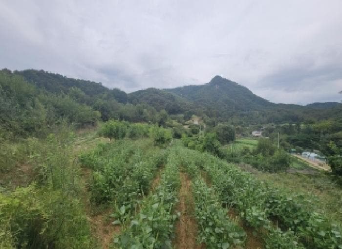 충청북도 옥천군 청산면 백운리 269