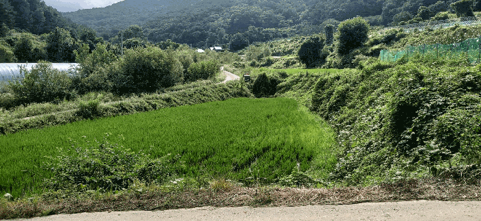 세종특별자치시  전의면 양곡리 134-9