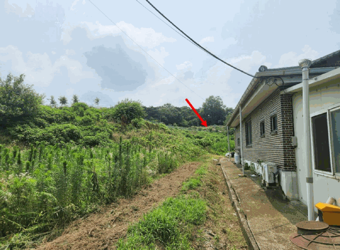 충청남도 홍성군 은하면 장척리 231 외 1 필지