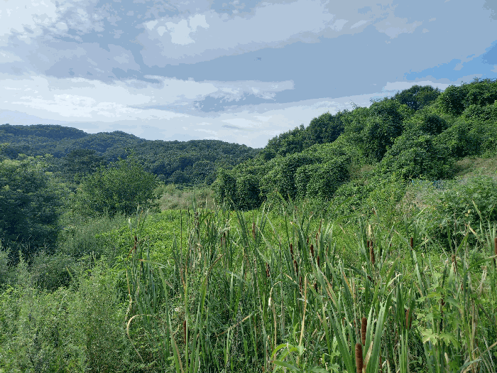 충청남도 예산군 광시면 구례리 390