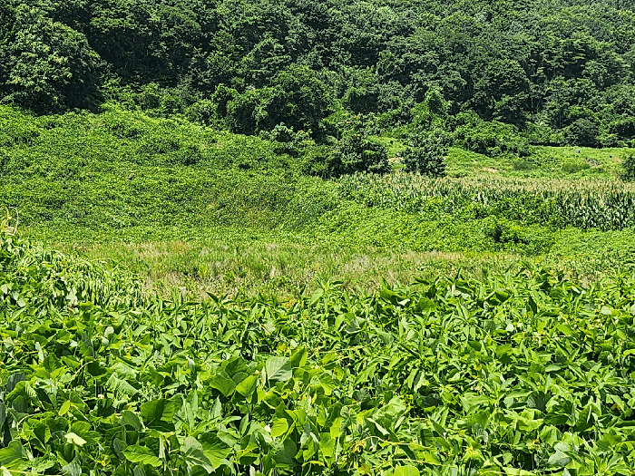 충청남도 보령시 천북면 하만리 962-8 외 1 필지