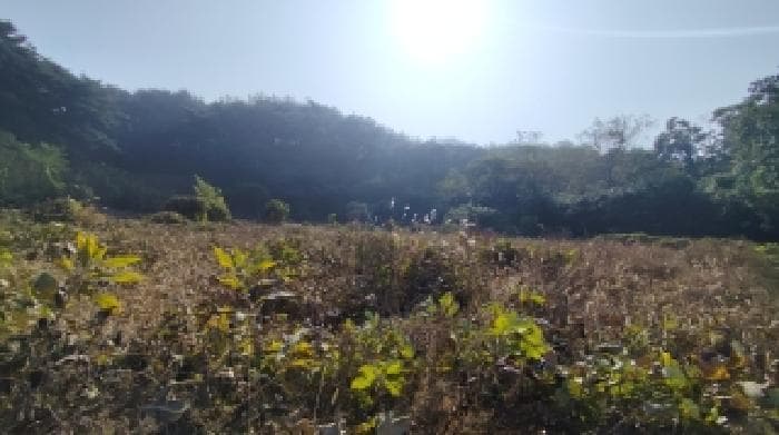 충청남도 보령시 남포면 월전리 686 외 1 필지