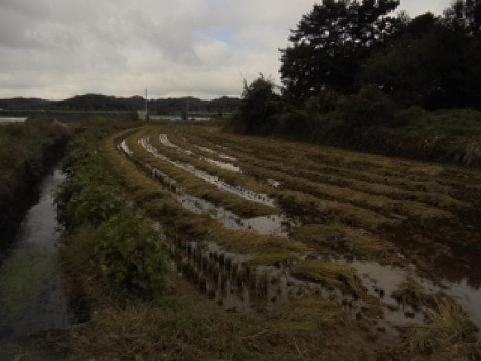충청남도 부여군 석성면 증산리 187-3