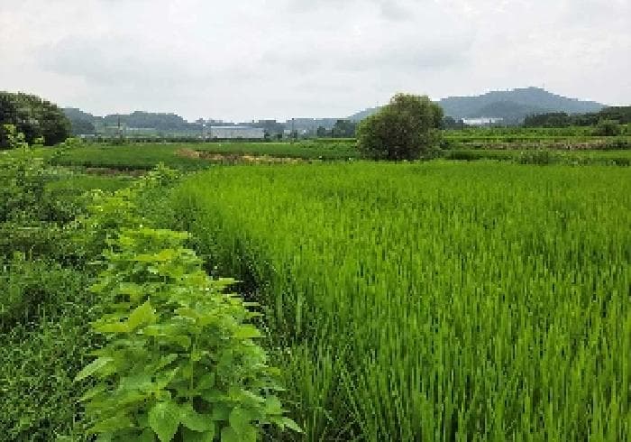 충청남도 아산시 음봉면 쌍룡리 209-8 외 1 필지