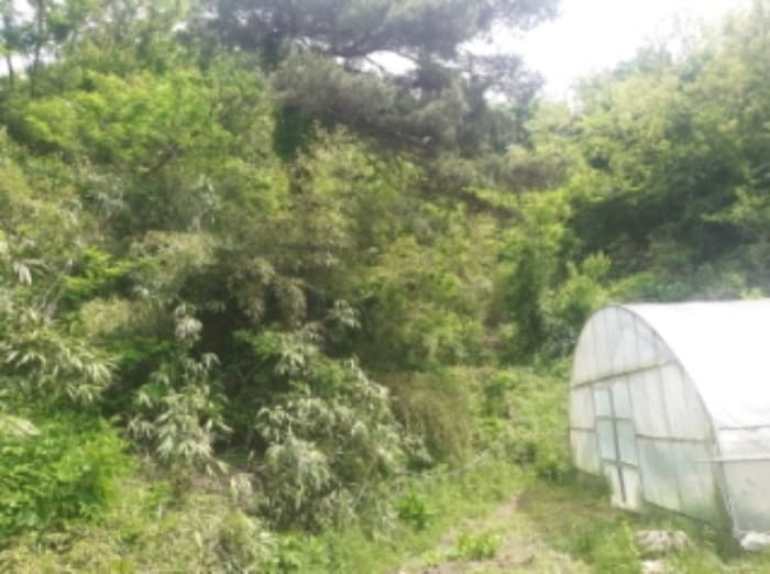 충청남도 당진시 면천면 죽동리 260-1