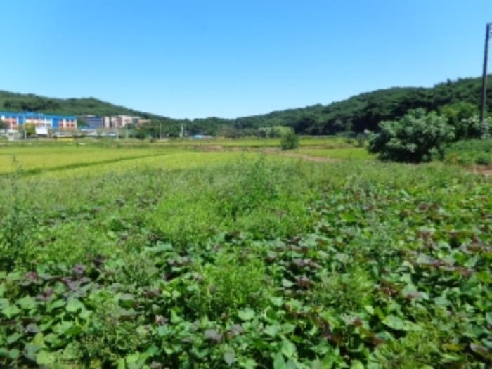충청남도 태안군 안면읍 안면대로 3171-10 외 2 필지 외 1개 동