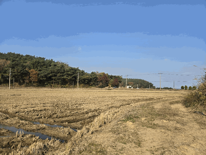 충청남도 태안군 안면읍 정당리 175-55