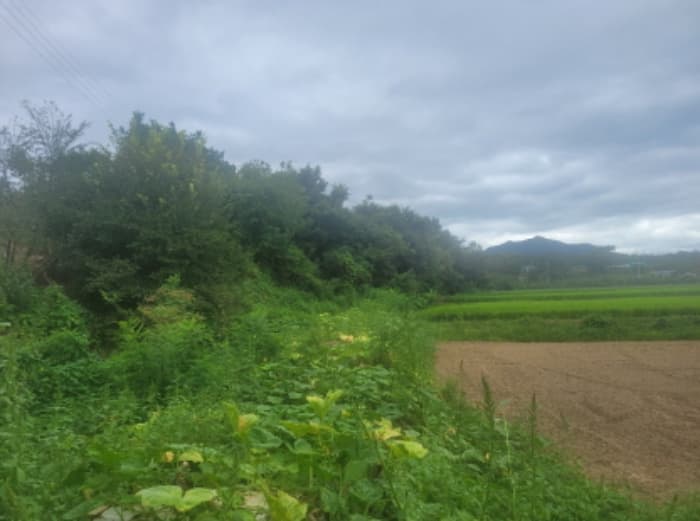 경상북도 영천시 화산면 대안리 990-4 외 1 필지