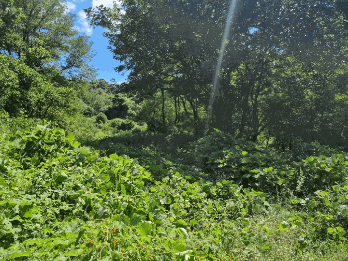 경상북도 칠곡군 가산면 학산리 산77-5