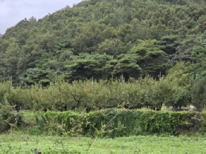경상북도 영천시 청통면 신원리 397