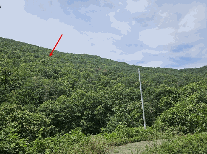 경상북도 청도군 이서면 칠엽리 산135-1