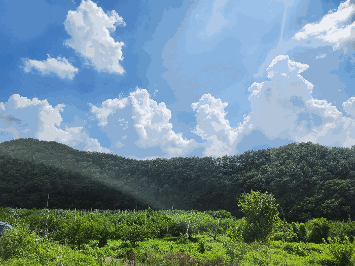 경상북도 영천시 임고면 사리 산20