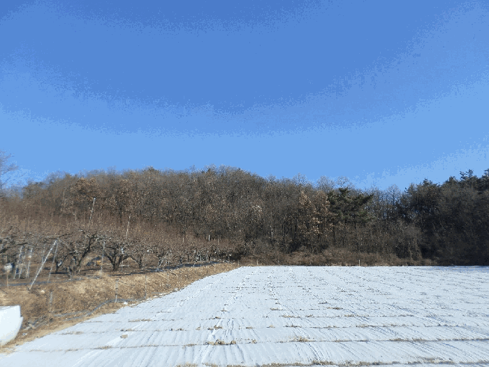경상북도 영천시 신녕면 신덕리 산1 외 4 필지