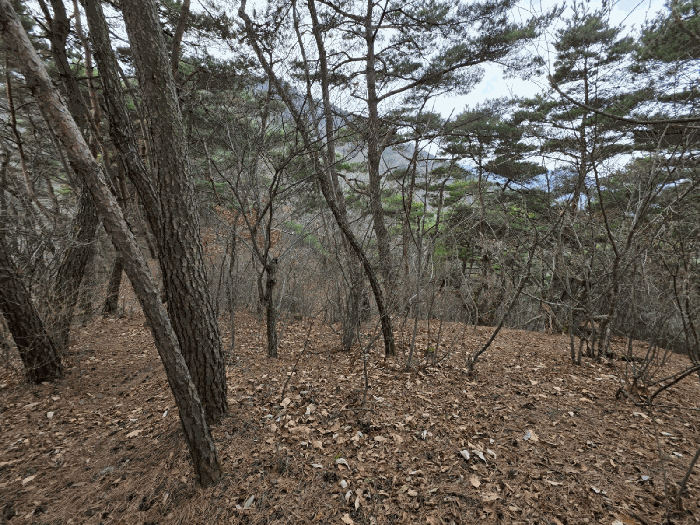 경상북도 경산시 와촌면 강학리 산106