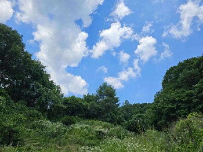 경상북도 봉화군 상운면 신라리 447
