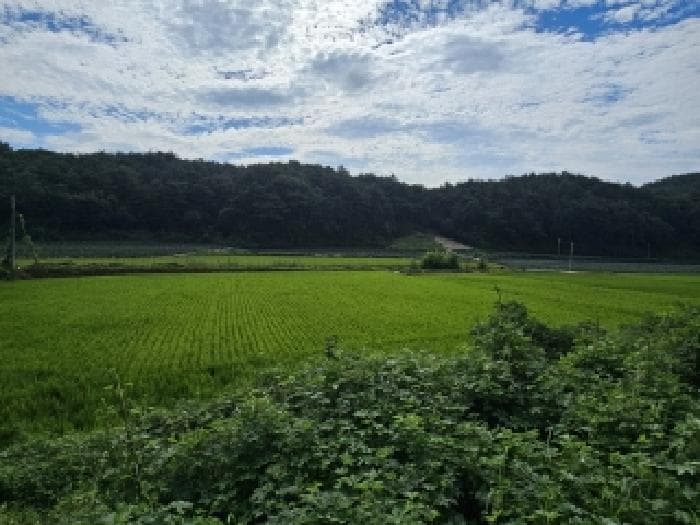 경상북도 봉화군 물야면 두문리 529-2 외 1 필지